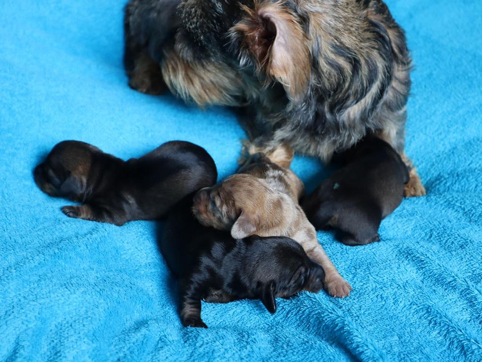 2023-08-08_D-Wurf 2023 (1)