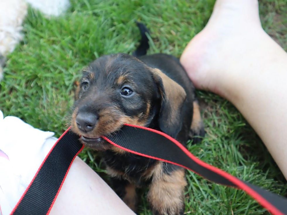 2023-09-11_D-Wurf 2023 (25)