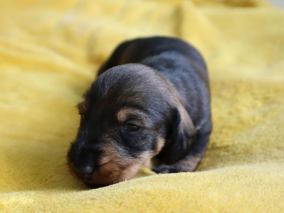 2023-08-24_D-Wurf 2023_4_Rüde (1)