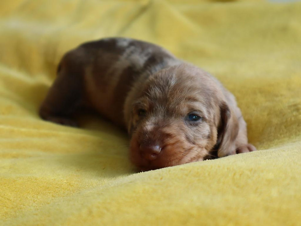 2023-08-24_D-Wurf 2023_2_Rüde (6)