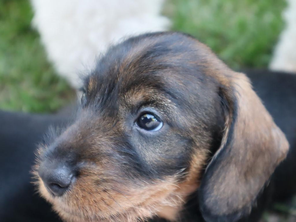 2023-09-11_D-Wurf 2023 (34)