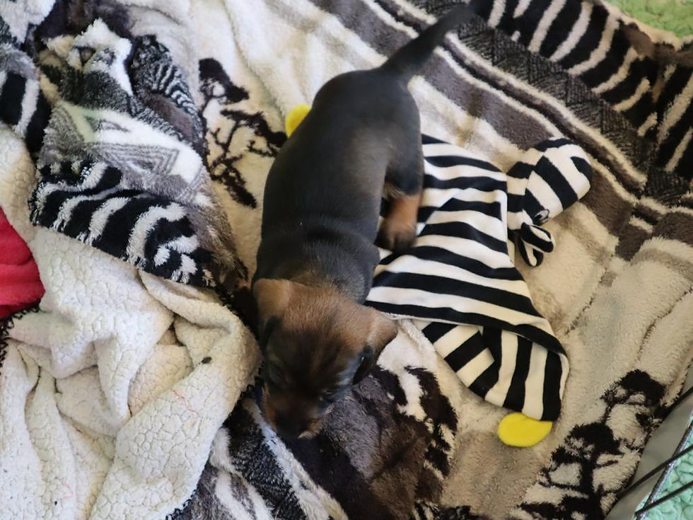 2023-09-04 D-Wurf 2023 (31)