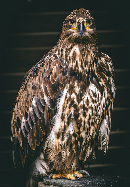 hawk.jpg