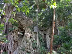 Fundraising Campaign Launched to Protect Brandon Hill Cave on Utila