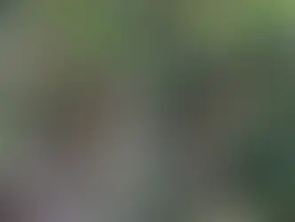 Fundraising Campaign Launched to Protect Brandon Hill Cave on Utila