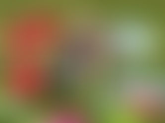 5th Annual SCORE 4 ROAR - 2025 Roatan disc golf x corn hole tournament benefiting ROAR