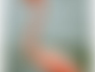 Primer avistamiento de un flamenco americano en Roatán sorprende a residentes y expertos