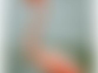 Primer avistamiento de un flamenco americano en Roatán sorprende a residentes y expertos