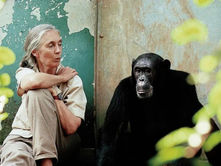 Dr. Jane Goodall, legendary conservationist, passes away at 91