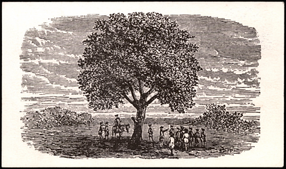 Liberty-Tree-1024x609.png