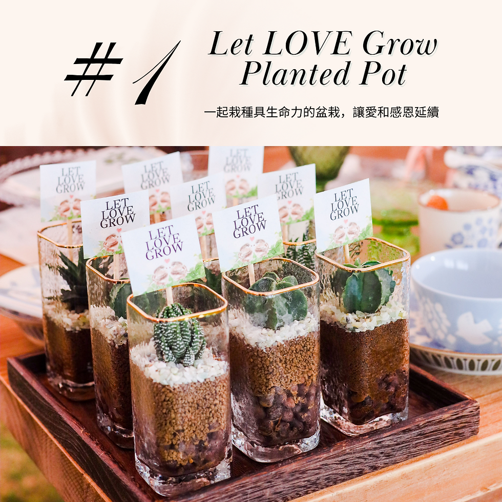 伴手禮|多肉植物杯|植物殺手專養