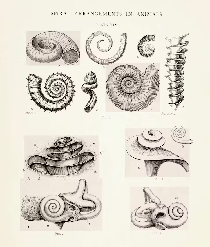 A vintage illustration plate from Design in Nature (1908), showing spiral motifs across shells and bones.