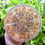 Thumbnail: Seed of Life Torus & Spiral Energy Charging Plate