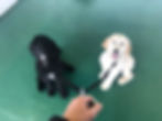 Double trouble sit stays