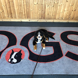 IN HOUSE TRAINING, YOU HOMESCHOOL THE KIDS, WE'LL HOME SCHOOL THE DOG!