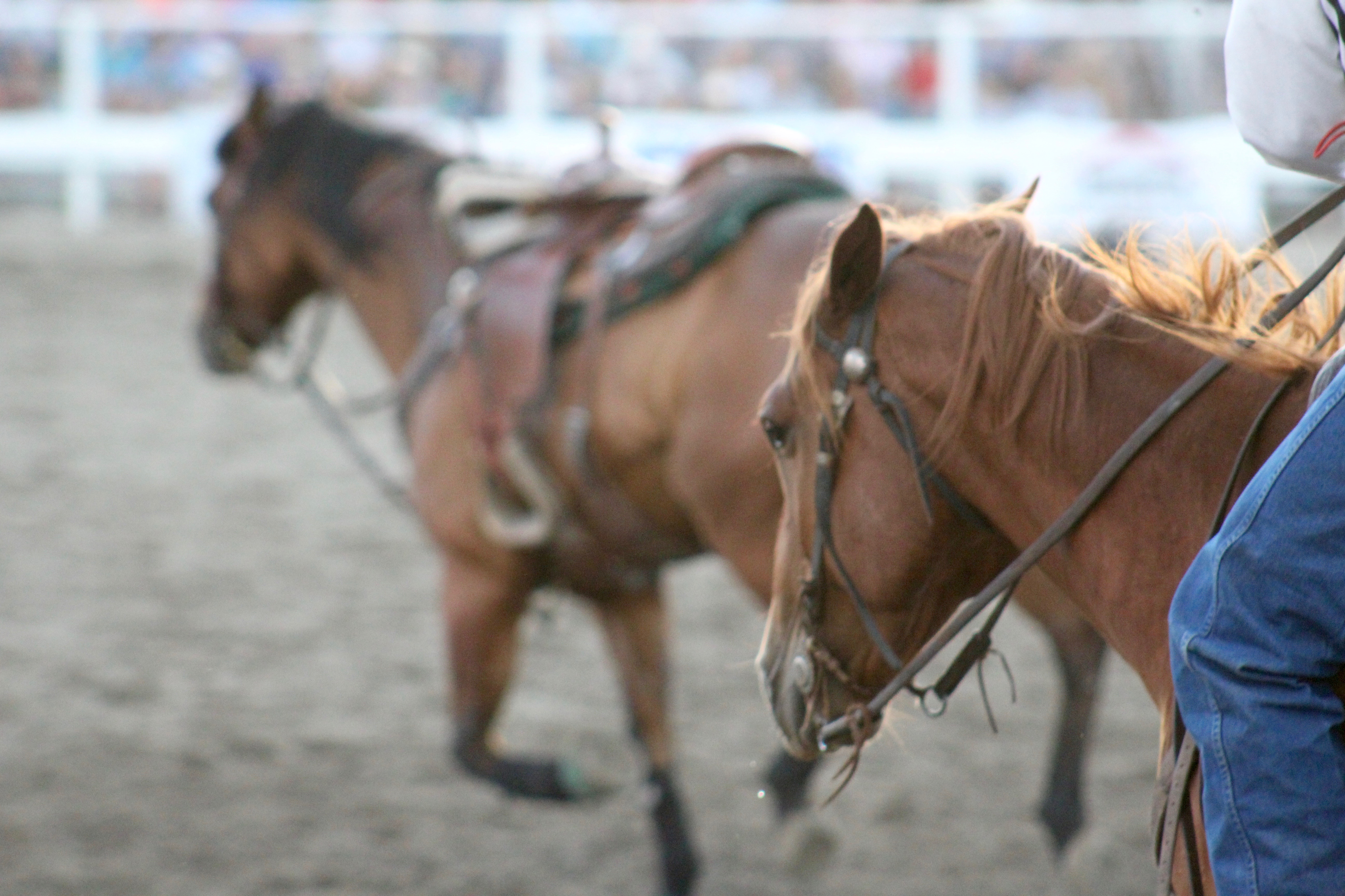 Home Lehi RoundUp Rodeo