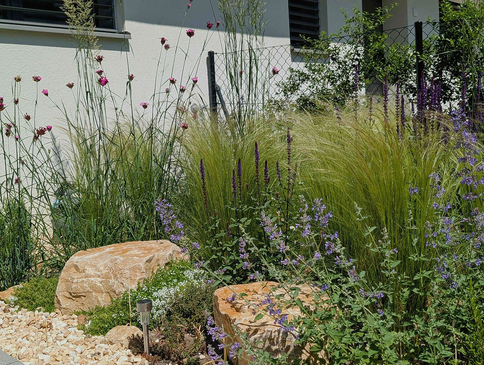 Jardin ornemental avec graminées, vivaces violettes, rochers et gravier.
