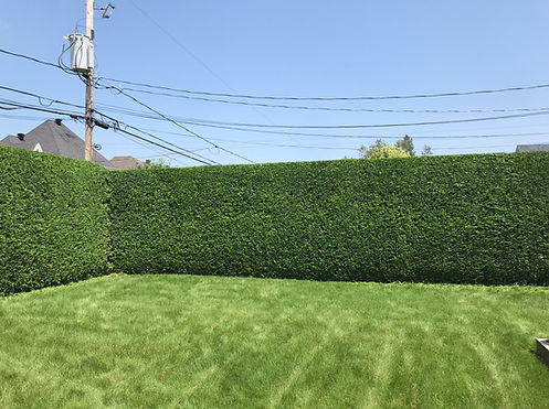 Haie de cèdres bien fournit