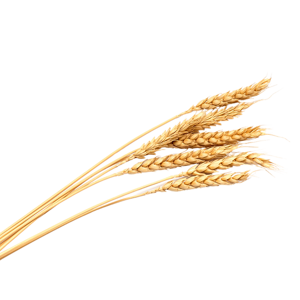 Wheat (1).png