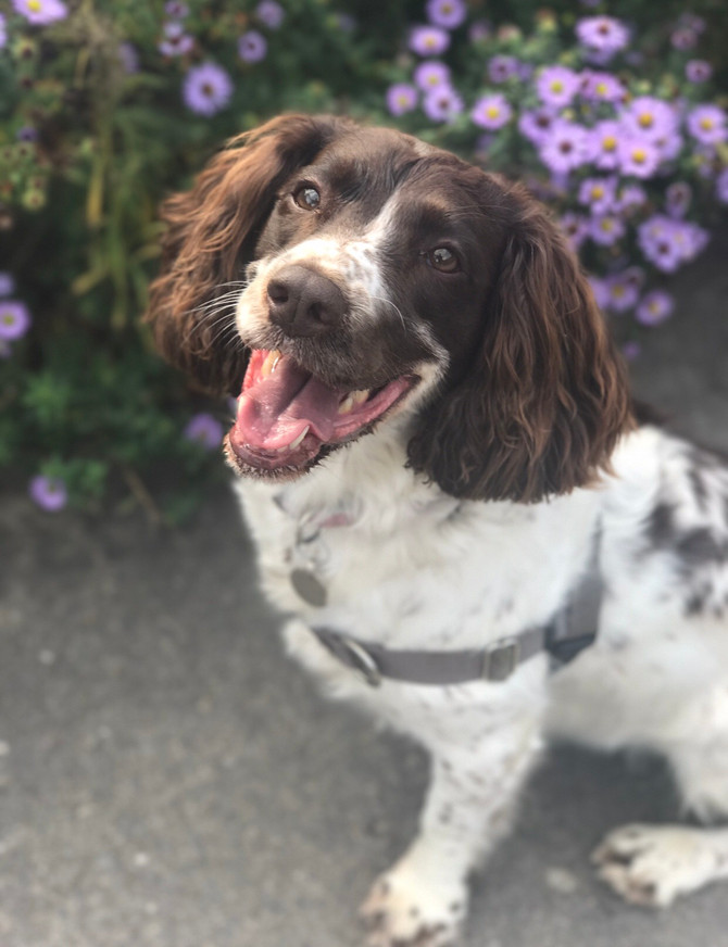 Lucy & Hip Dysplasia