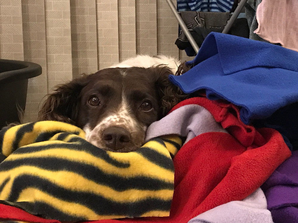 wanderdog, snuffle mat, springer spaniel