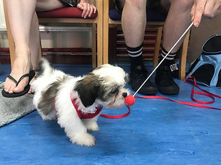 puppy training bermondsey