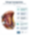 Reconstruction for Salvage Laryngectomy With Limited Pharyngectomy