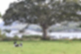 Duncan on Brae in flight Sept19.jpeg