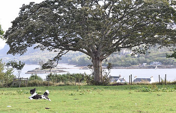 Duncan on Brae in flight Sept19.jpeg
