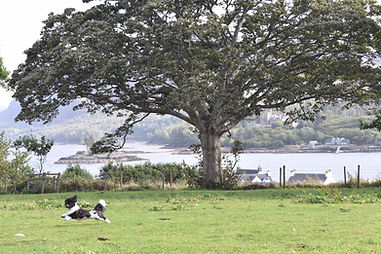 Duncan on Brae in flight Sept19.jpeg