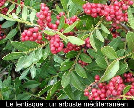 POURQUOI LE LENTISQUE ?