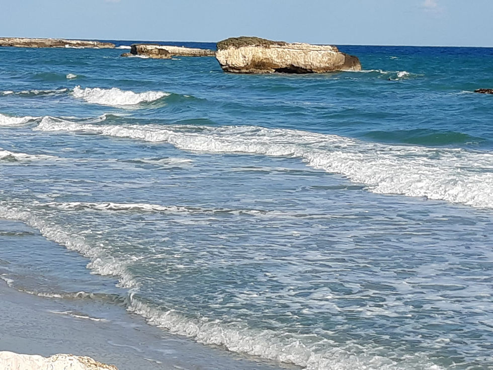sanfoca3