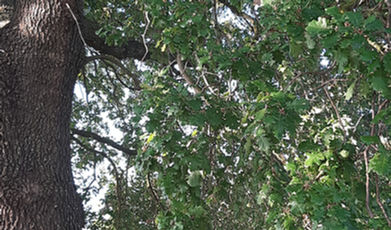 IMG-20221018-WA0014.jpeg