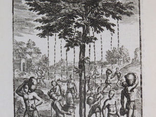 El Árbol Garoé: El Milagro de Agua de los Bimbaches en un Grabado de 1683