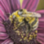 bumble bee collecting pollen in large purple flower pastel painting print.