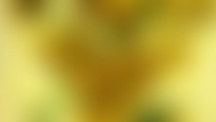 Vincent van Gogh - Vase mit 15 Sonnenblumen
