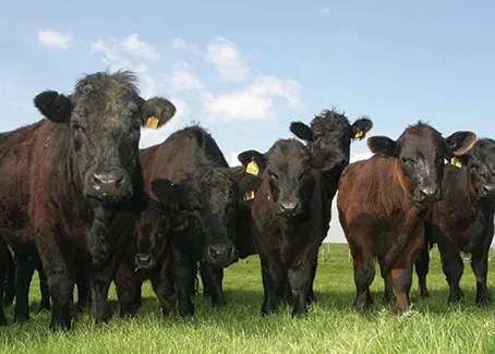 Welsh Meat: A Cut Above