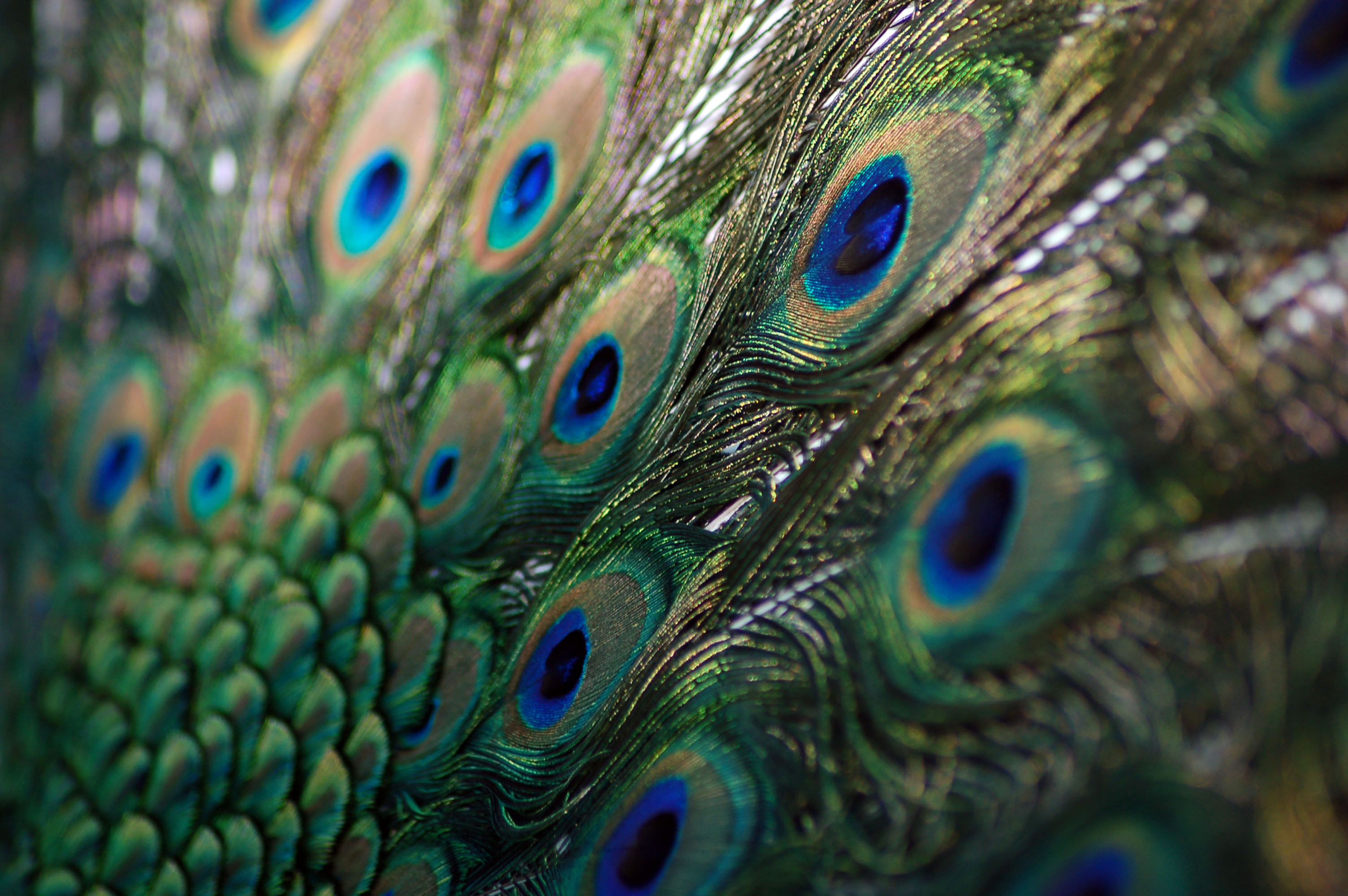 Fine Art Print: Peacock Tail