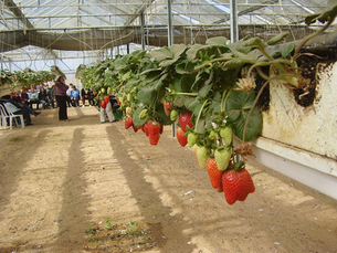 Talmei Yosef colony