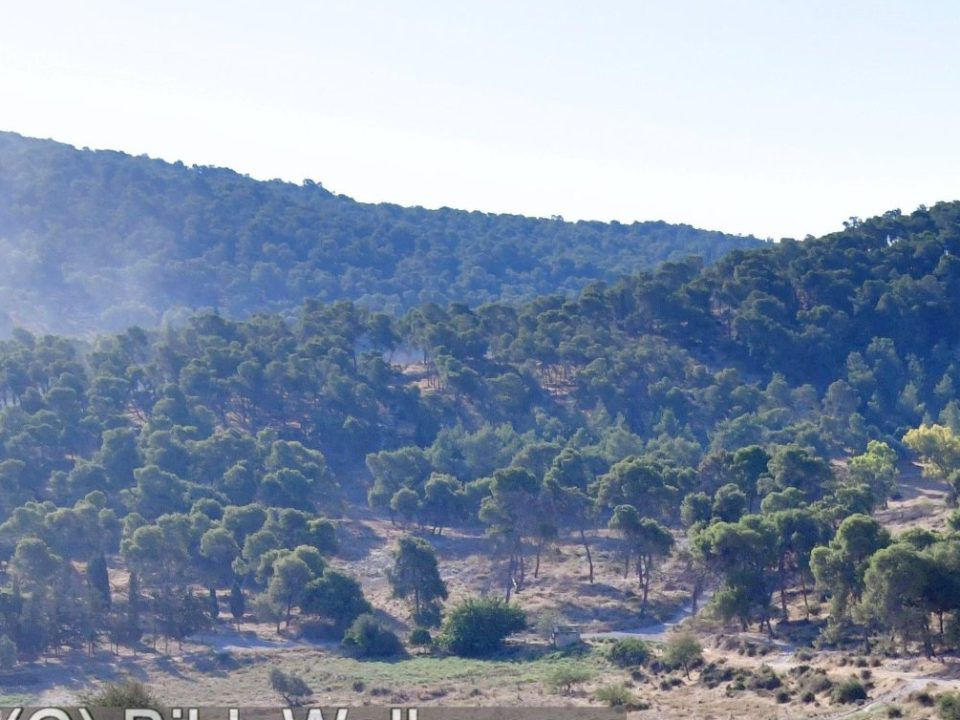 Nurit colony