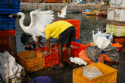 Harbour of Hustle _09