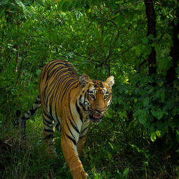 WILDLIFE PHOTOGRAPHY