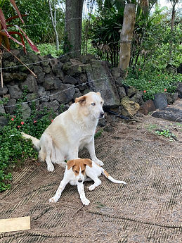 Haku Mele