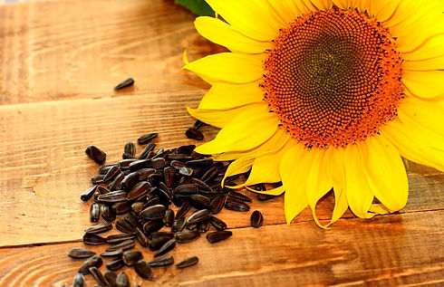 sunflower-oil-seed-32760.jpg