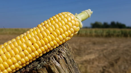 corn-2782400_960_720.jpg