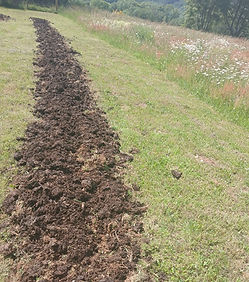 Zone de reproduction de vers de compost en pleine terre