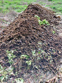 fumier de cheval pour les vers de compost/lombrics