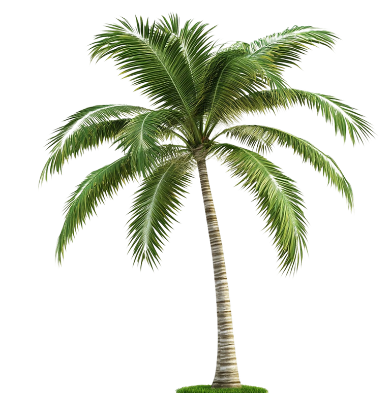 Palme.png