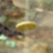 Thumbnail: Buzz Saw Whirligig in Use Up Close