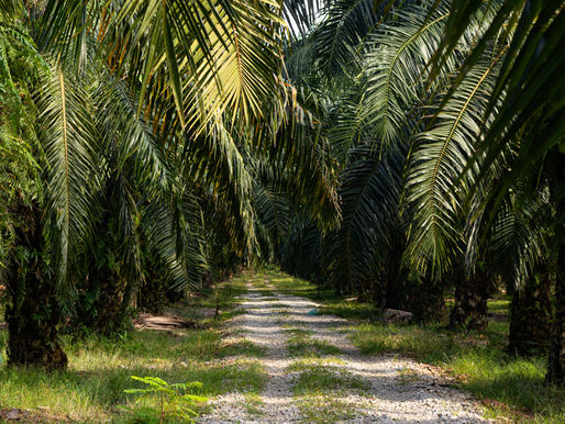 Perkebunan Sawit